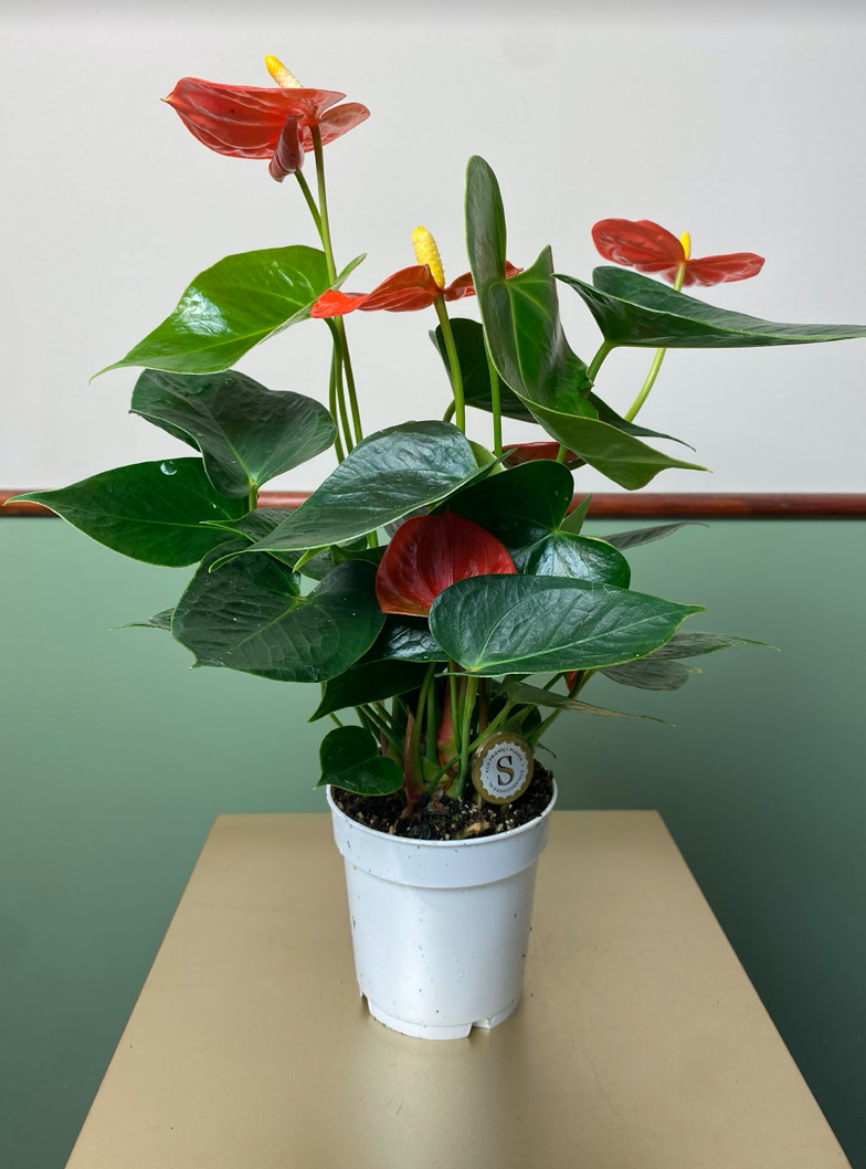 Anthurium Champion Orange