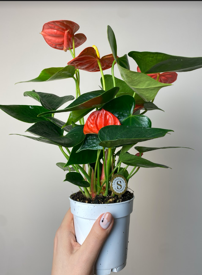 Anthurium Champion Orange