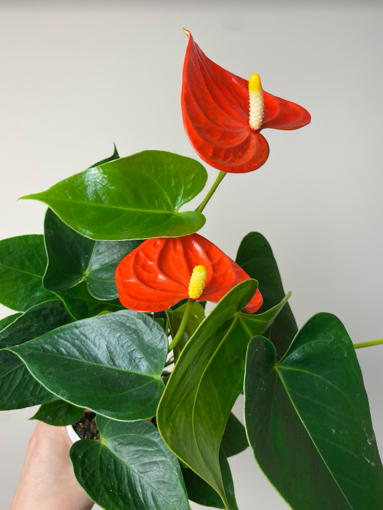 Anthurium Champion Orange