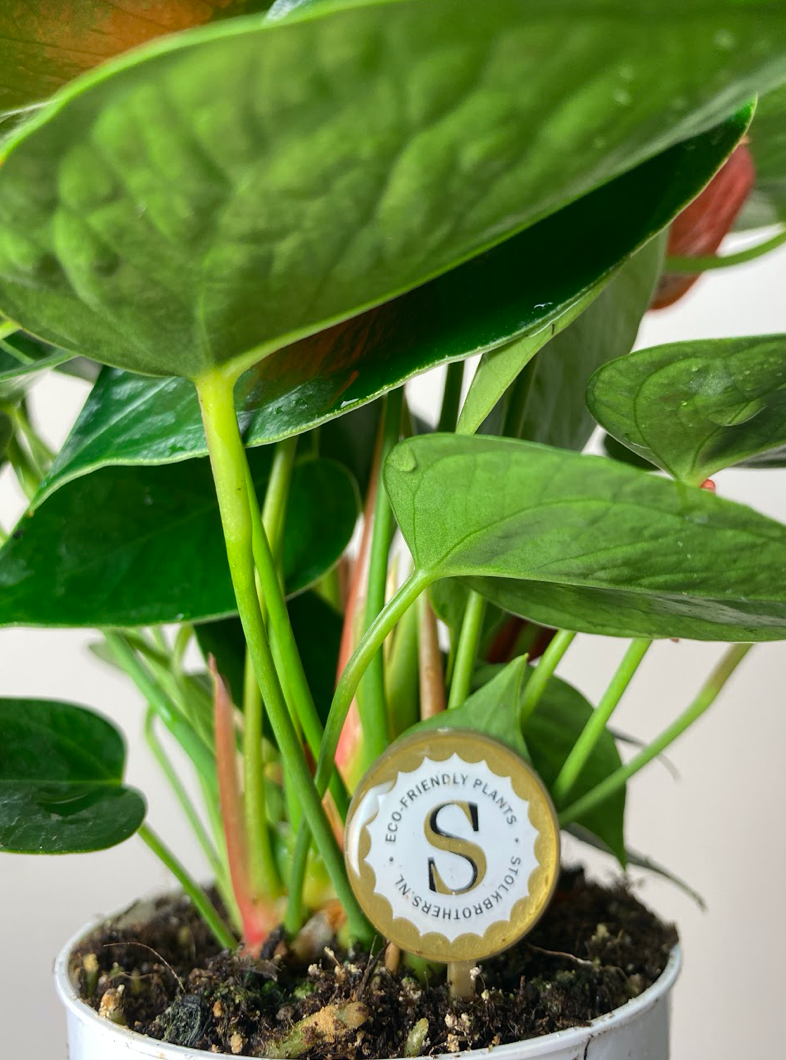 Anthurium Champion Orange