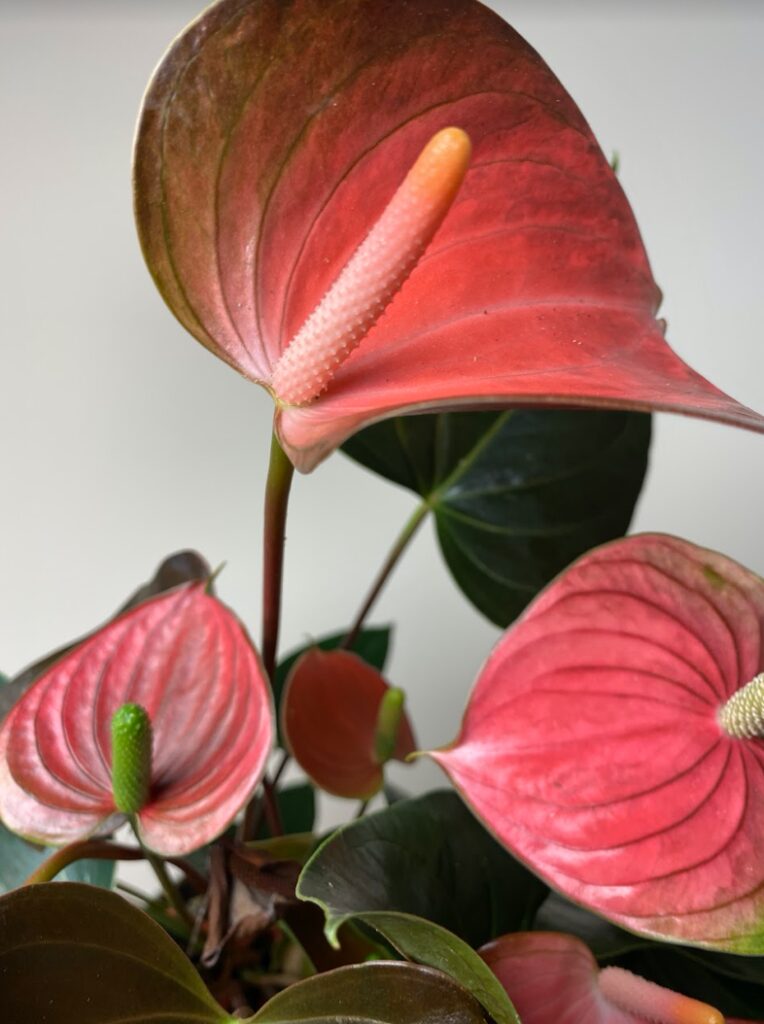Anthurium Champion Rainbow