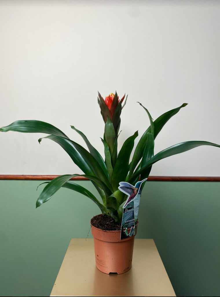 Vriesea 'Lacy'