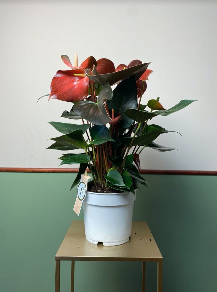 Anthurium Champion Rainbow L