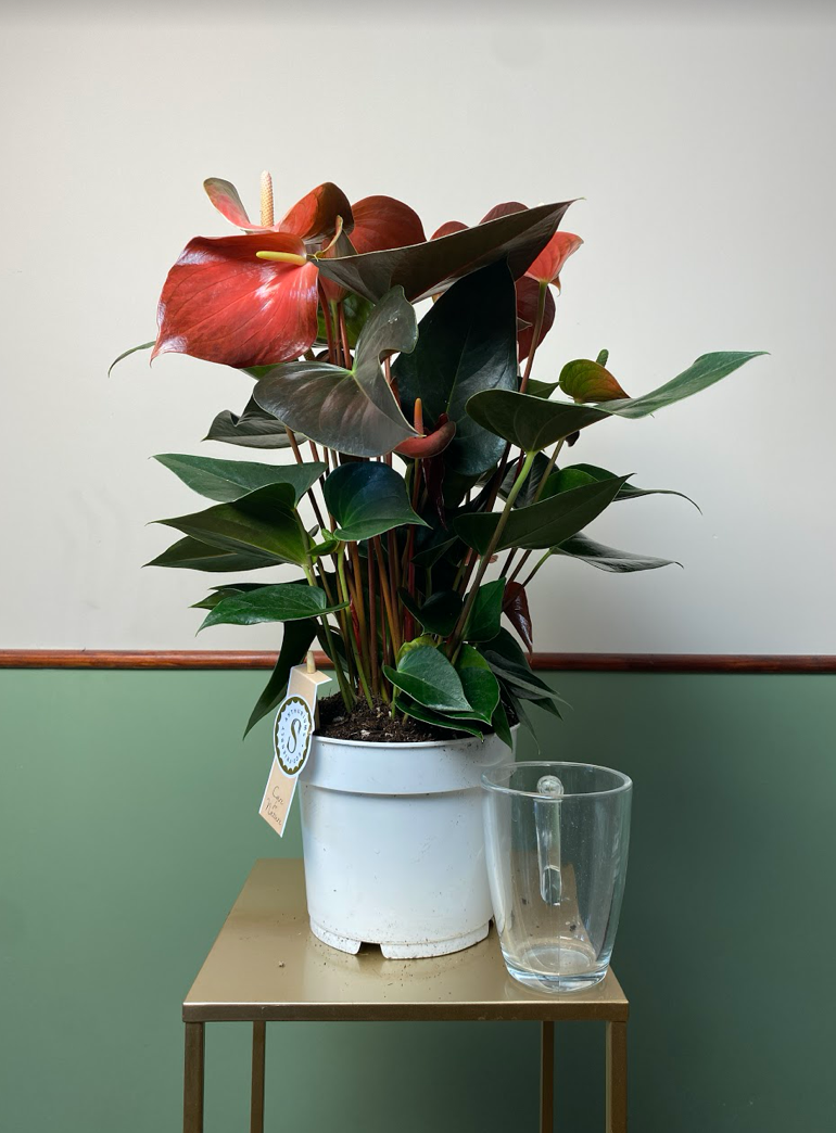 Anthurium Champion Rainbow L