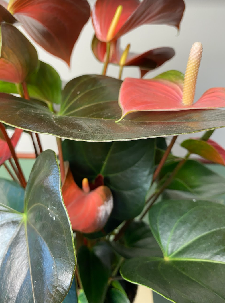 Anthurium Champion Rainbow L