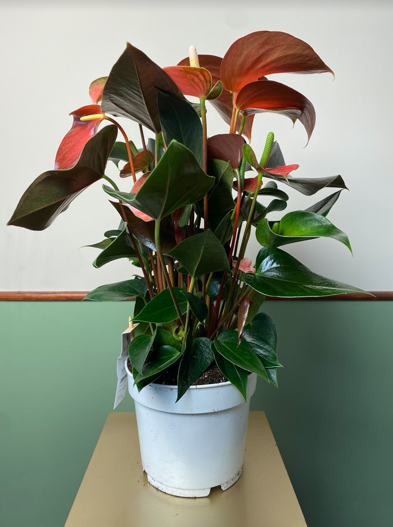 Anthurium Champion Rainbow L
