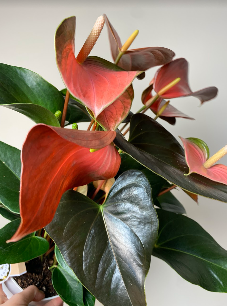 Anthurium Champion Rainbow L
