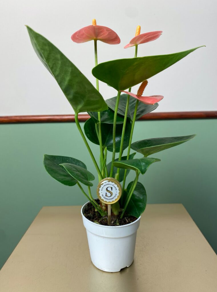 Anthurium Spirit