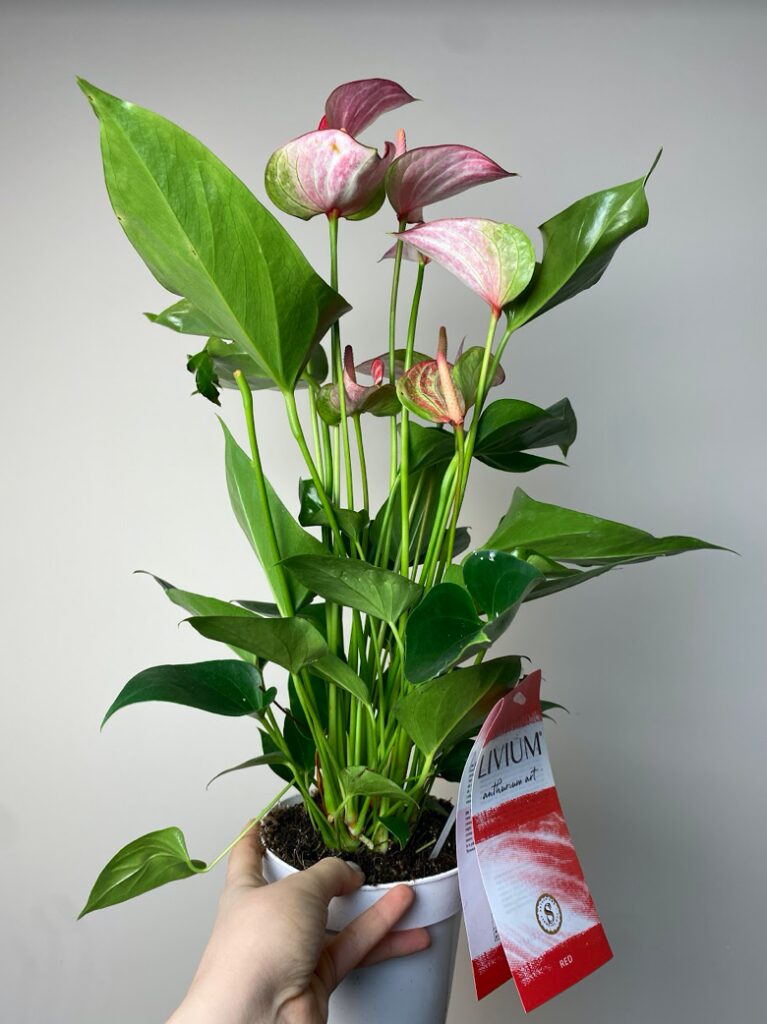 Anthurium andr. Livium