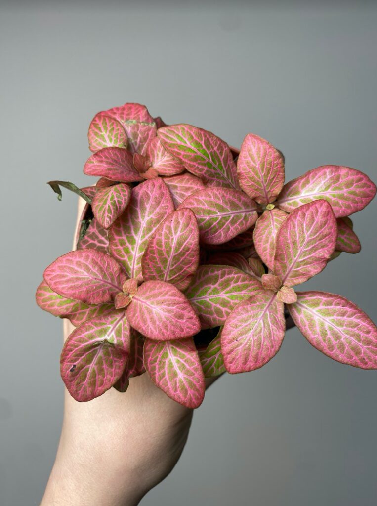 Fittonia Special Pink