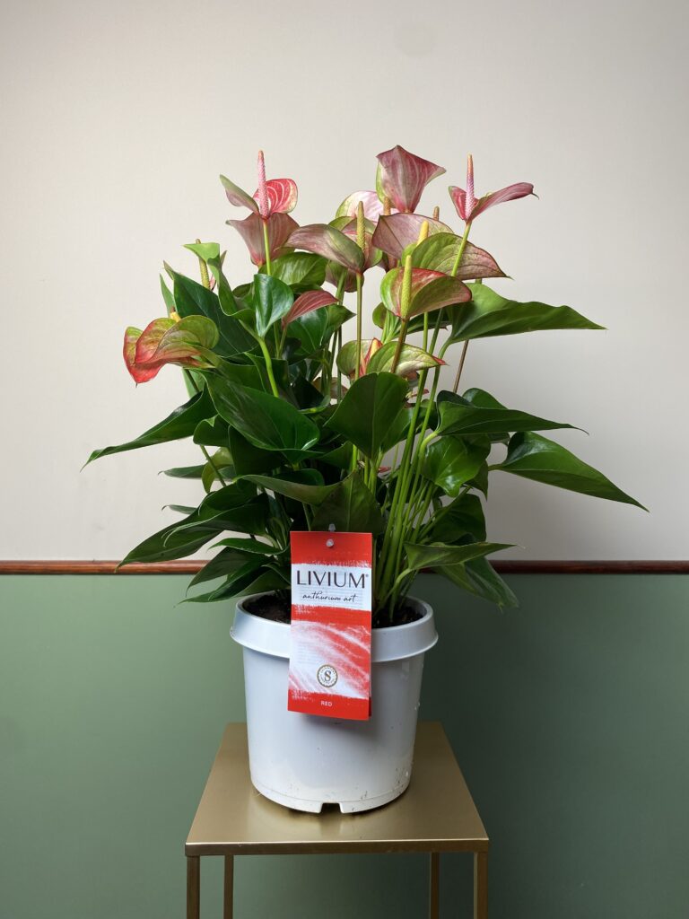 Anthurium Livium L