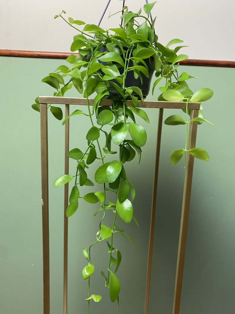 Dischidia oiantha