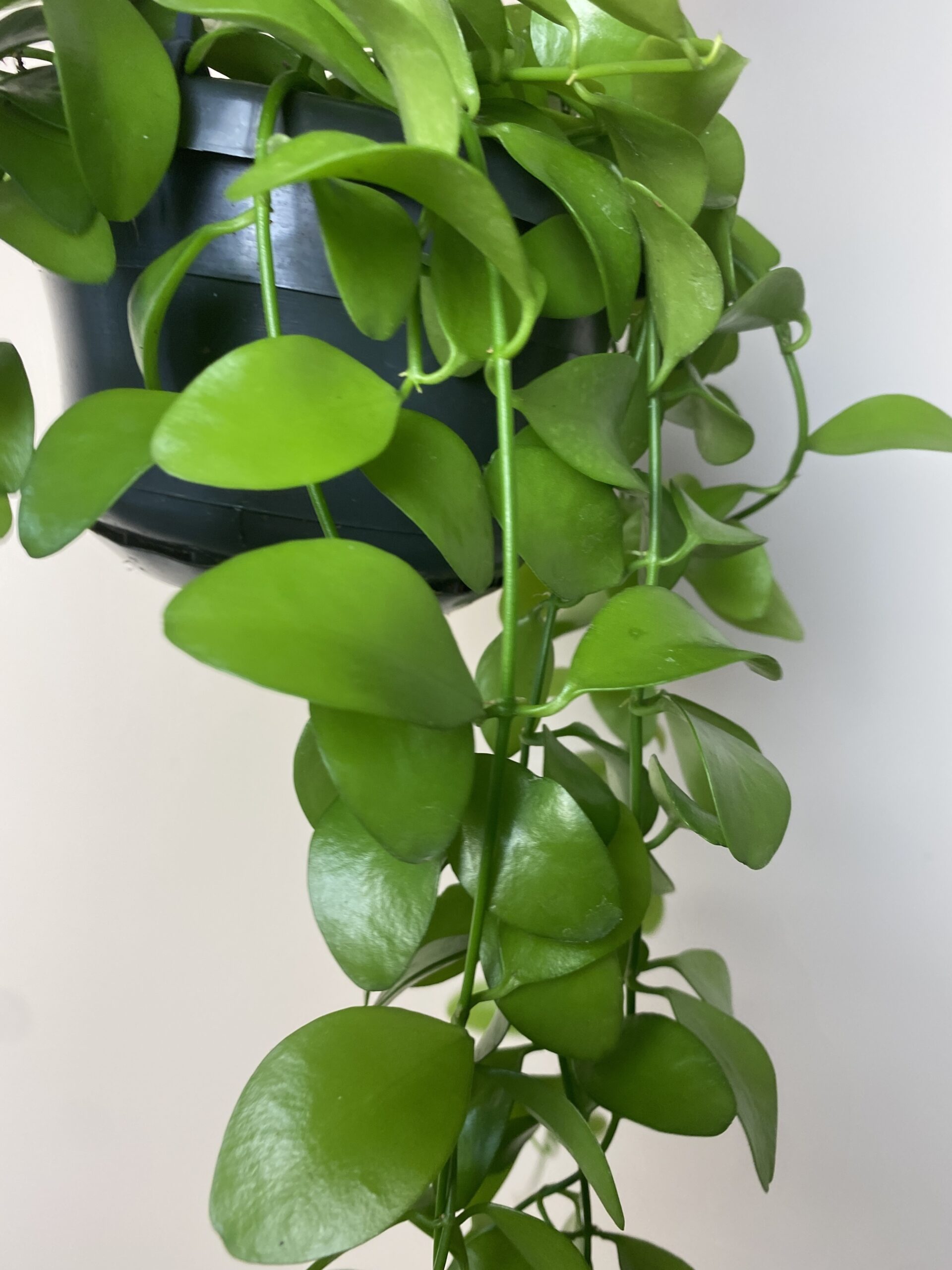 Dischidia oiantha