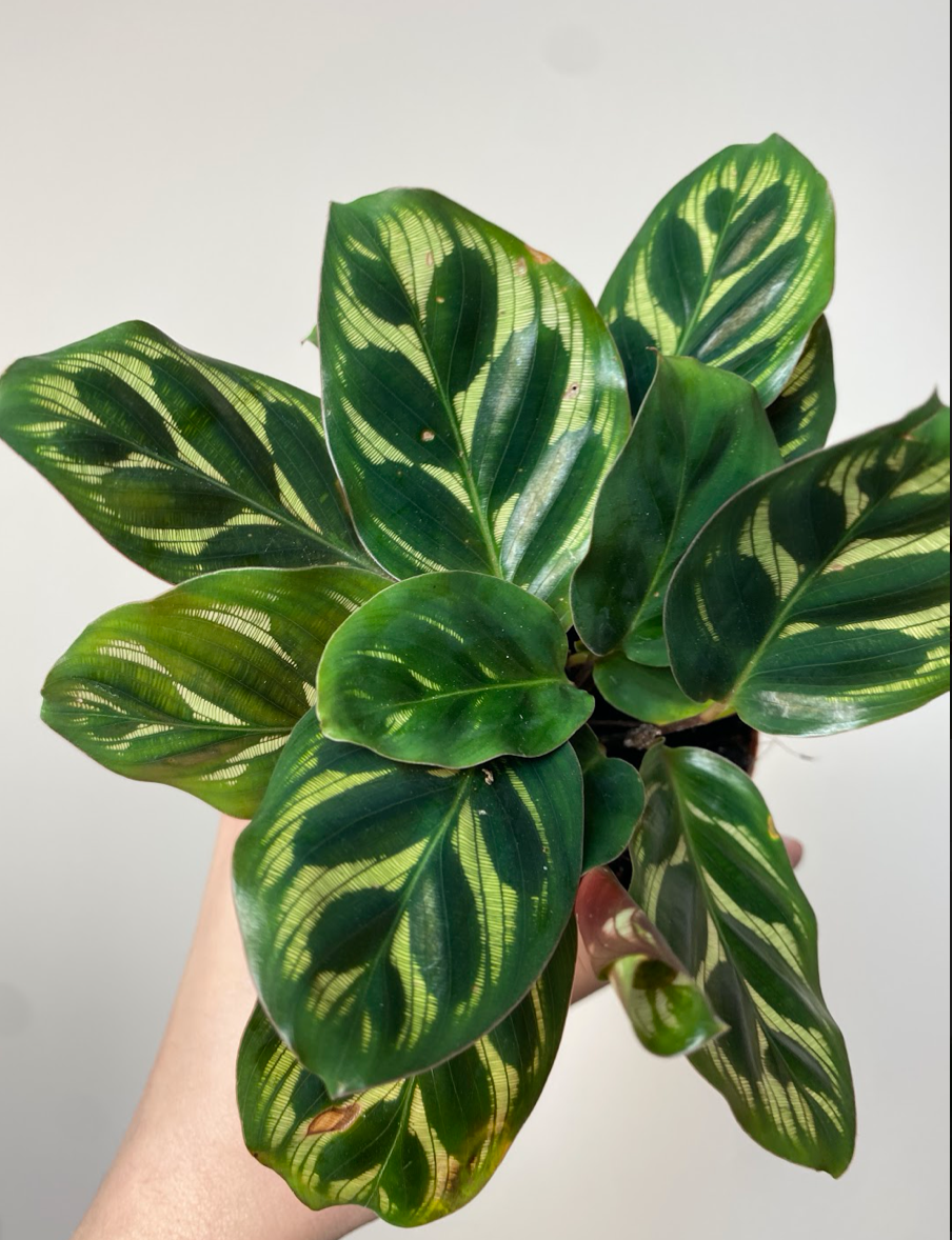 Calathea Makoyana S