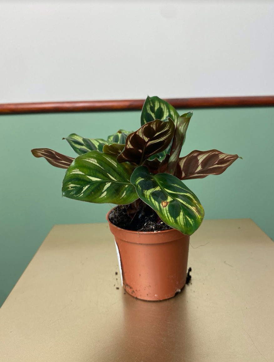 Calathea Makoyana S