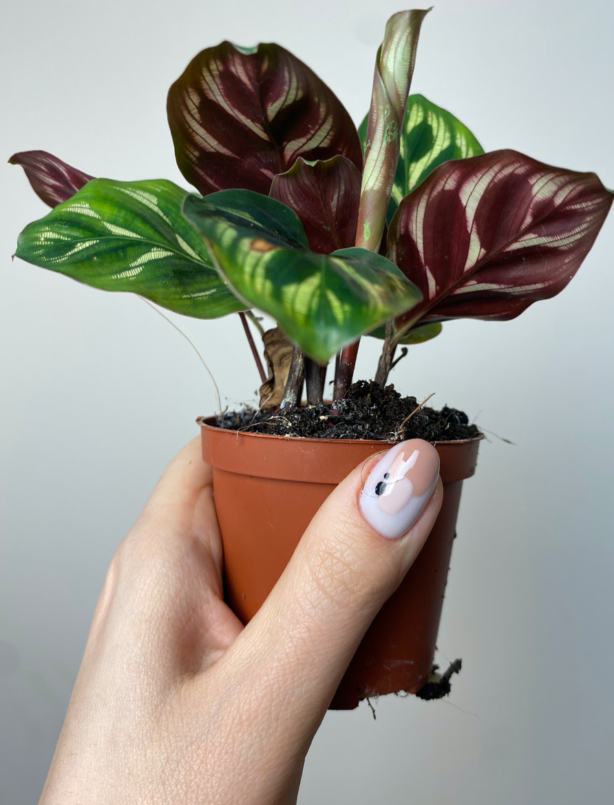 Calathea Makoyana S
