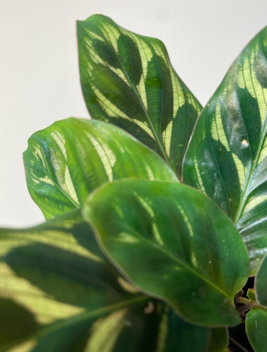 Calathea Makoyana S