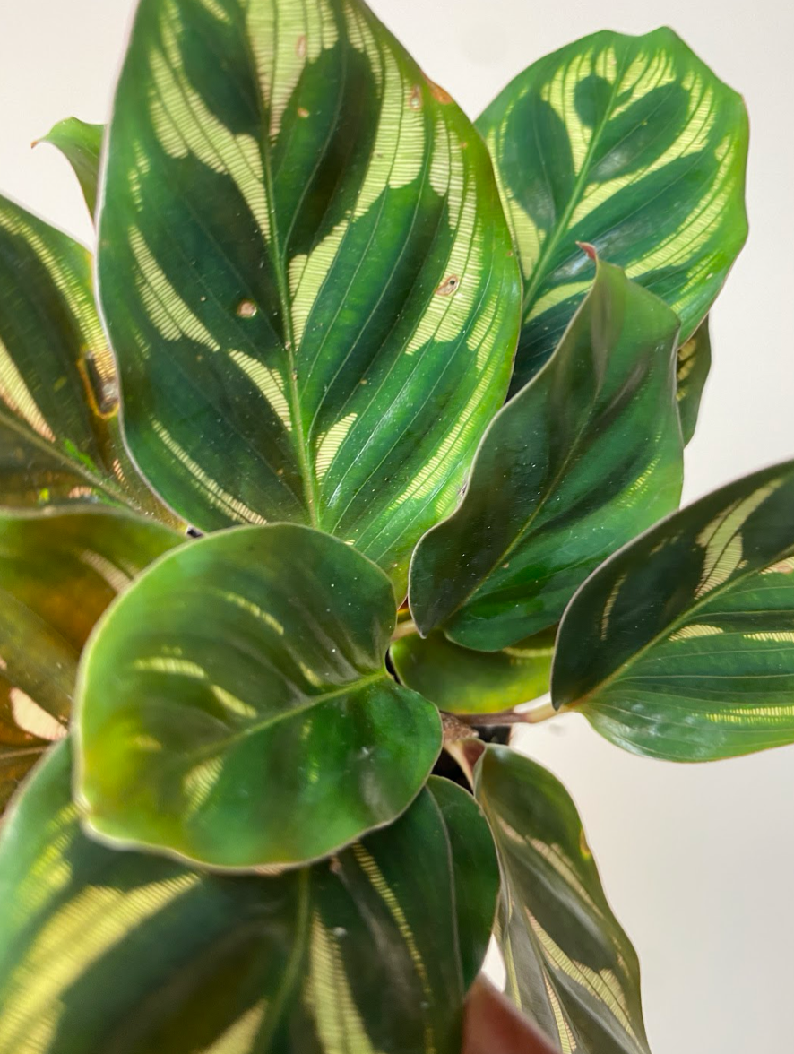 Calathea Makoyana S