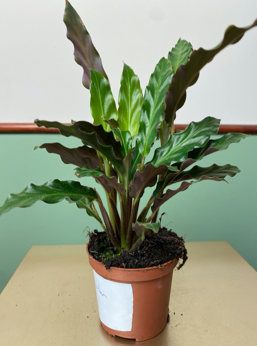 Calathea Rufibarba S