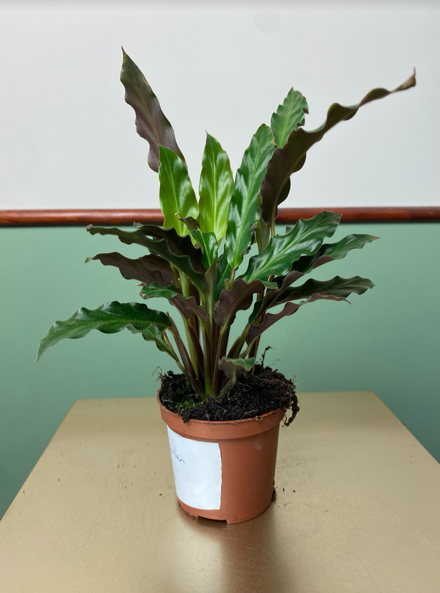 Calathea Rufibarba S