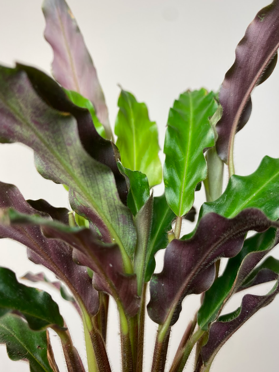 Calathea Rufibarba S