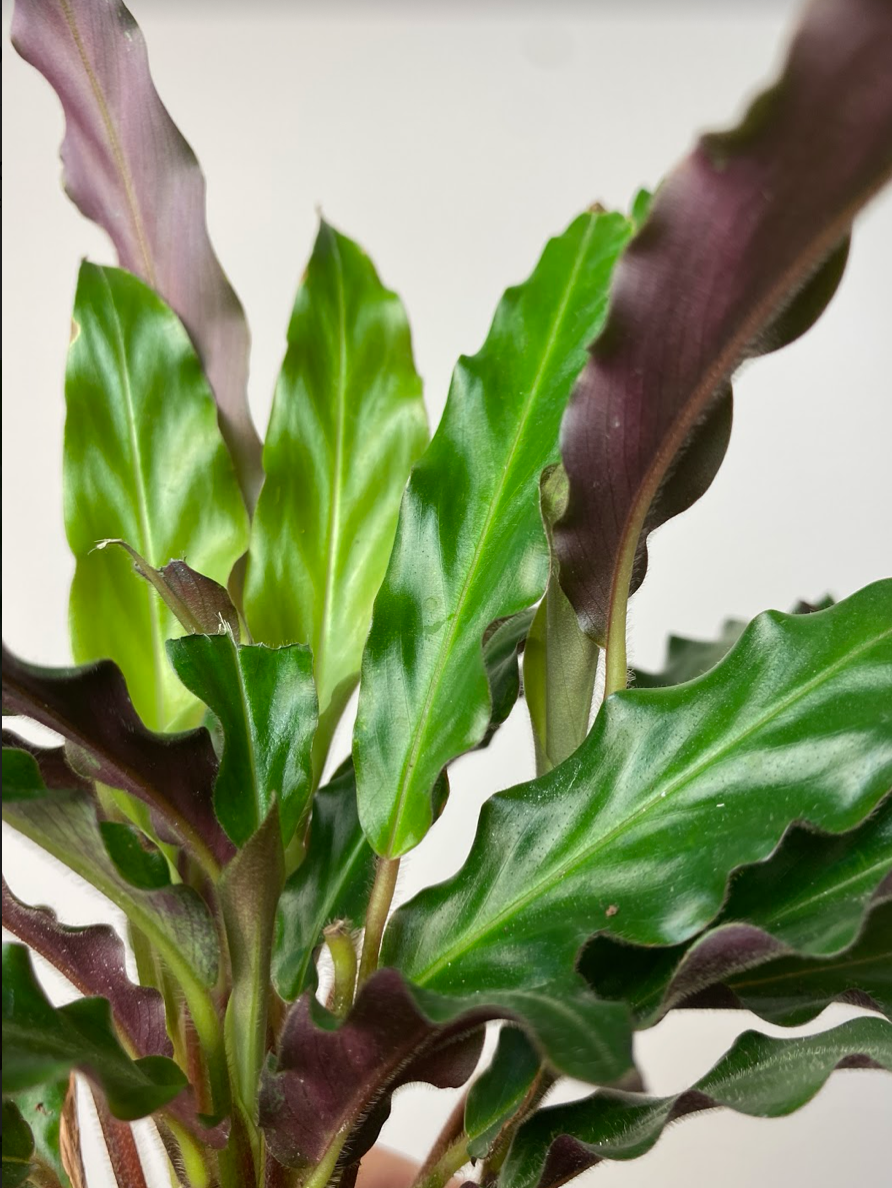 Calathea Rufibarba S