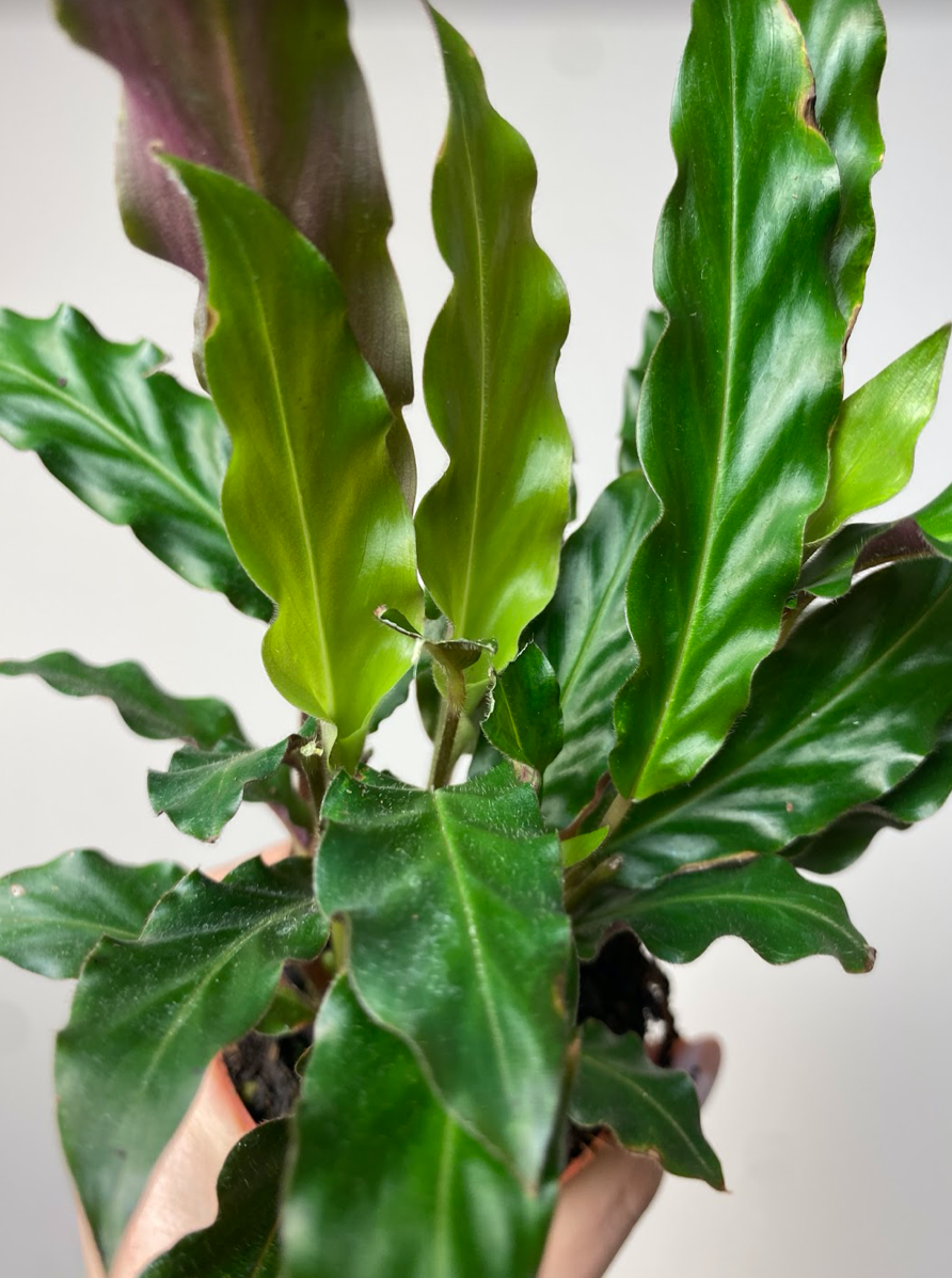 Calathea Rufibarba S