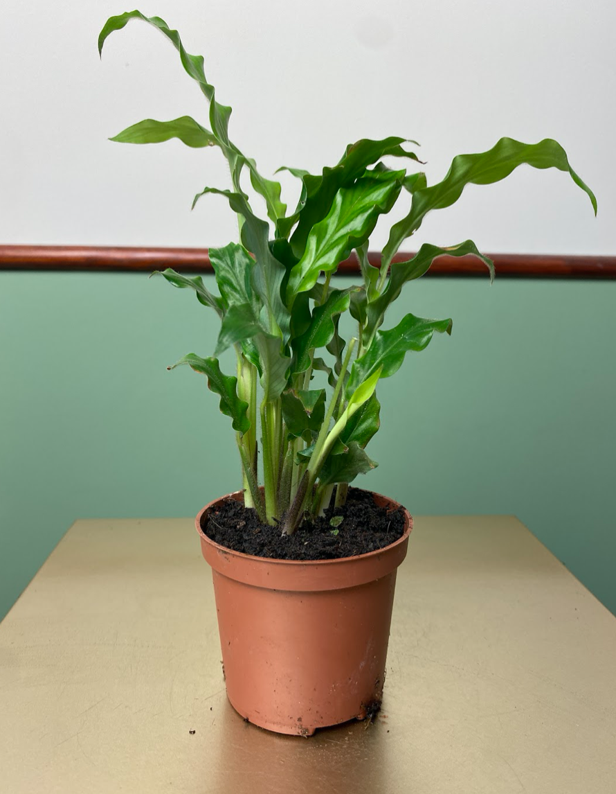 Calathea Rufibarba Bluegrass