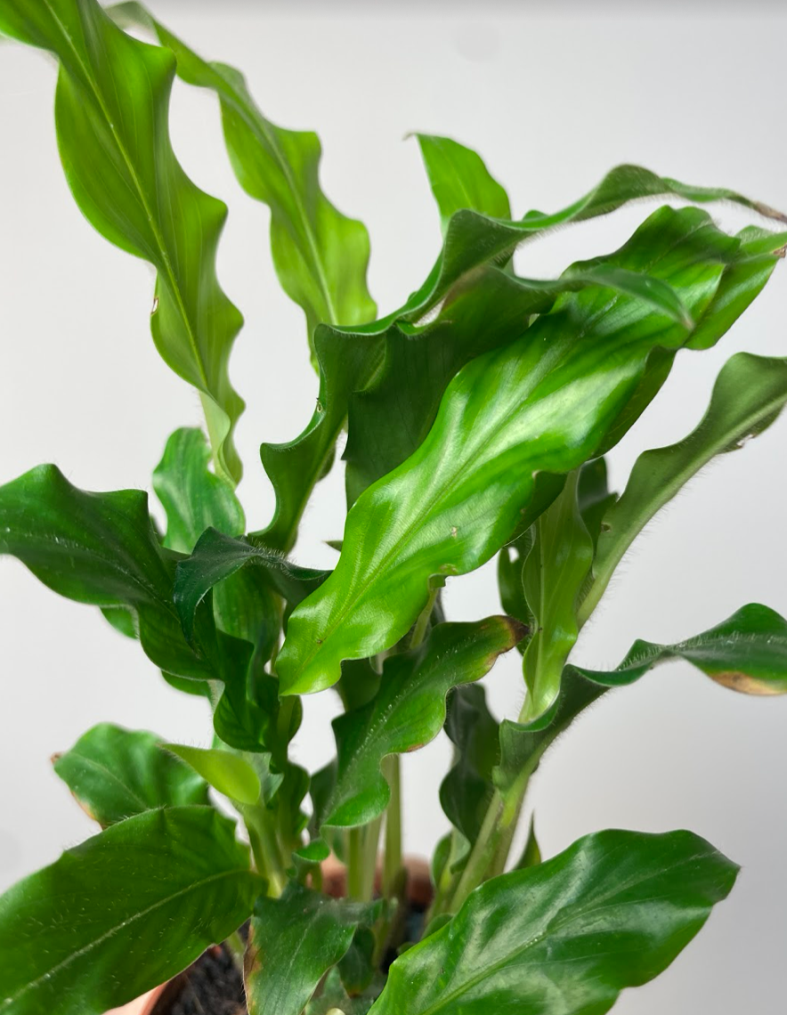 Calathea Rufibarba Bluegrass
