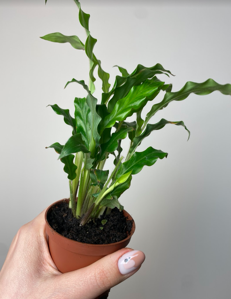 Calathea Rufibarba Bluegrass