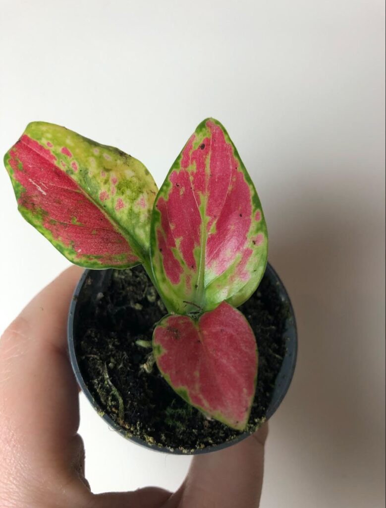 Aglaonema East Red