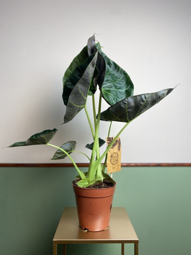 Alocasia regal