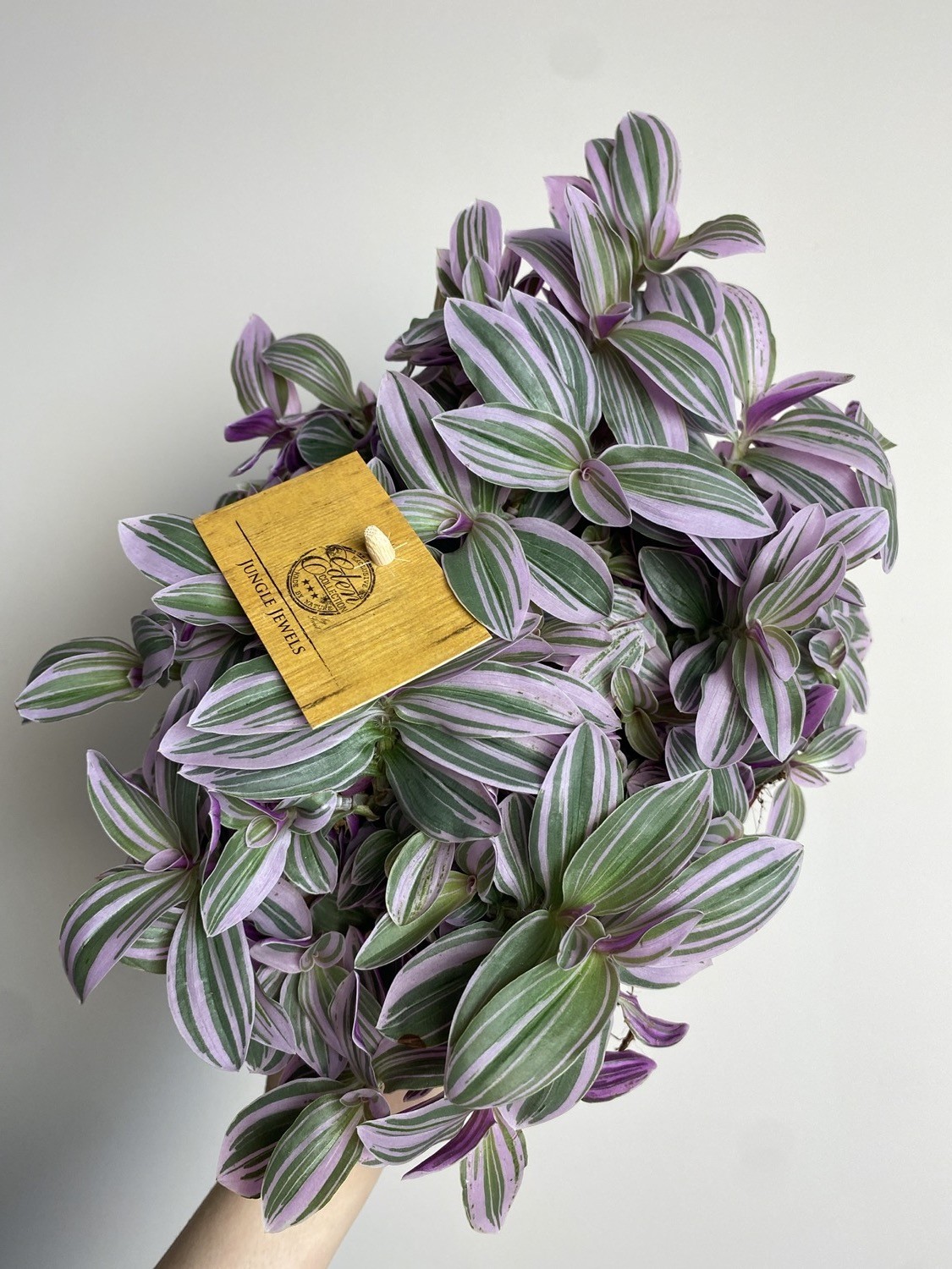 Tradescantia sweetness
