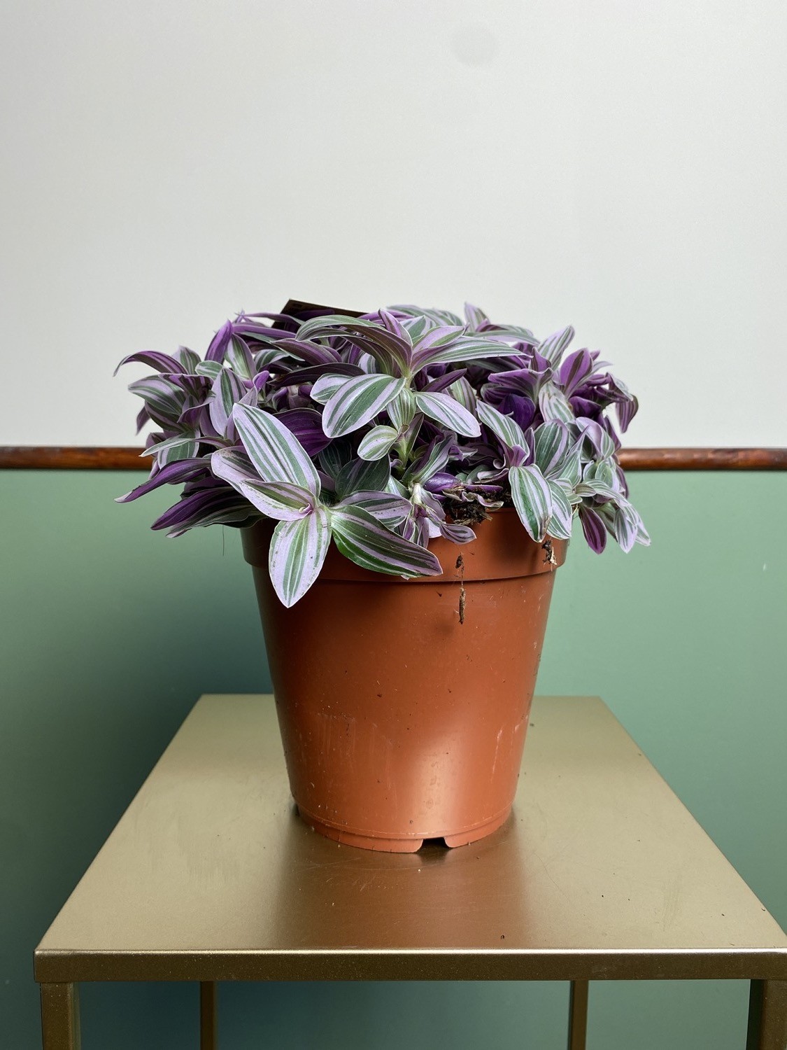Tradescantia sweetness