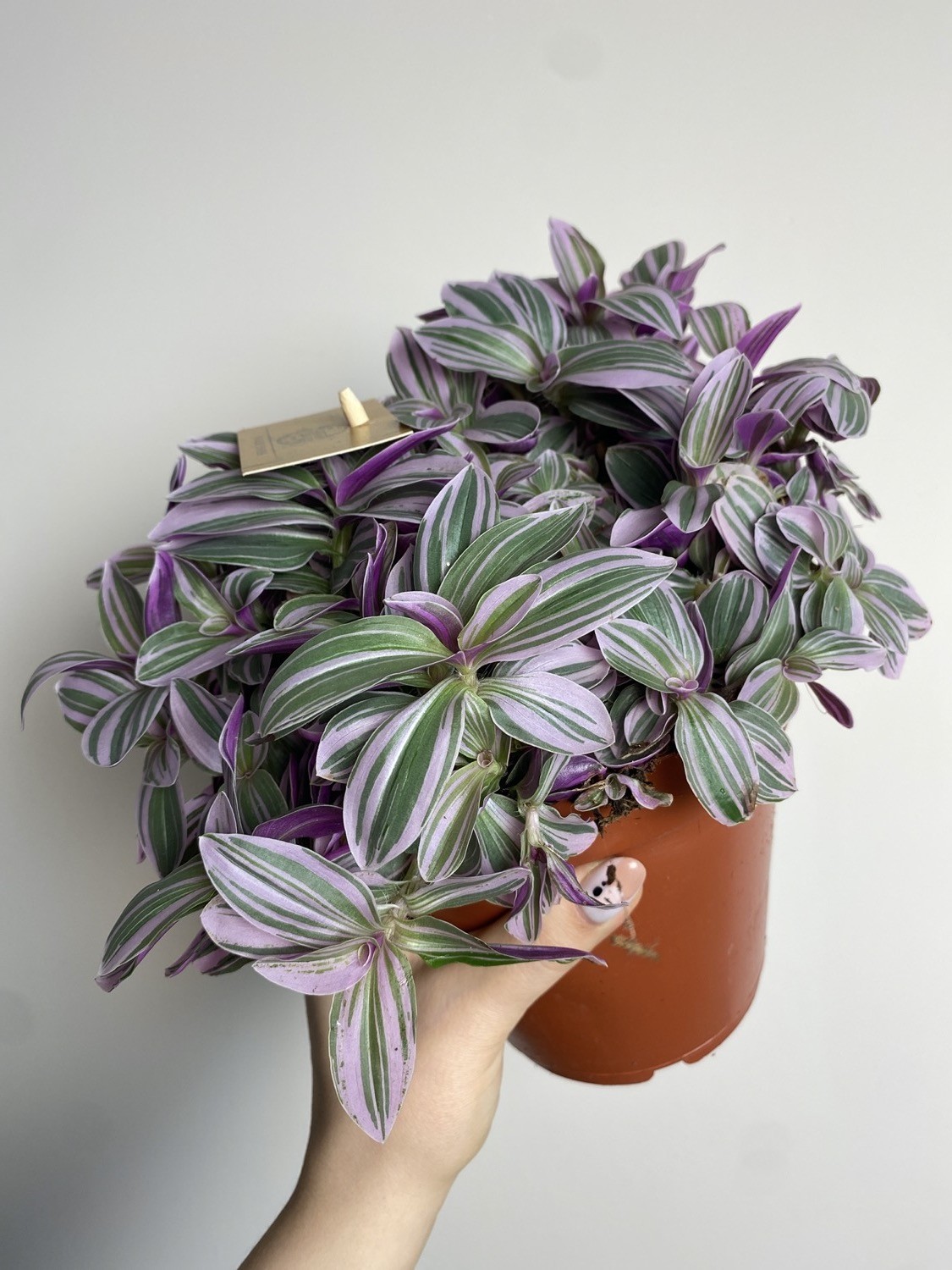 Tradescantia sweetness
