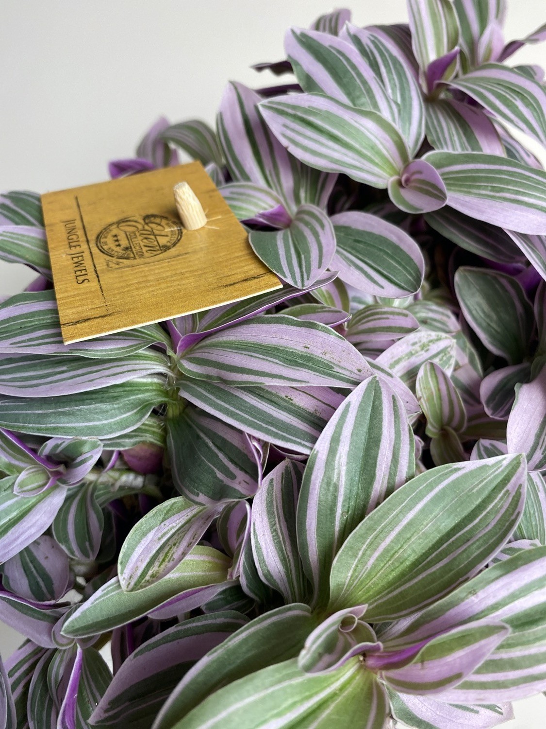 Tradescantia sweetness