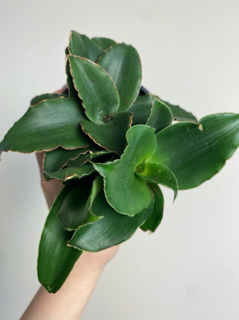 Sansevieria Star Rose