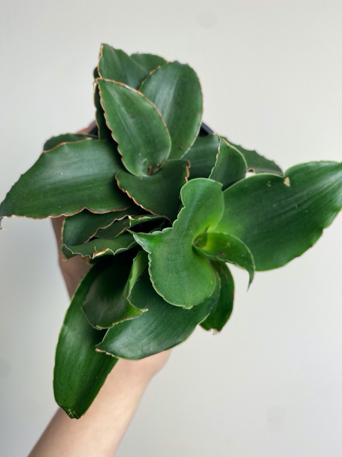 Sansevieria Star Rose