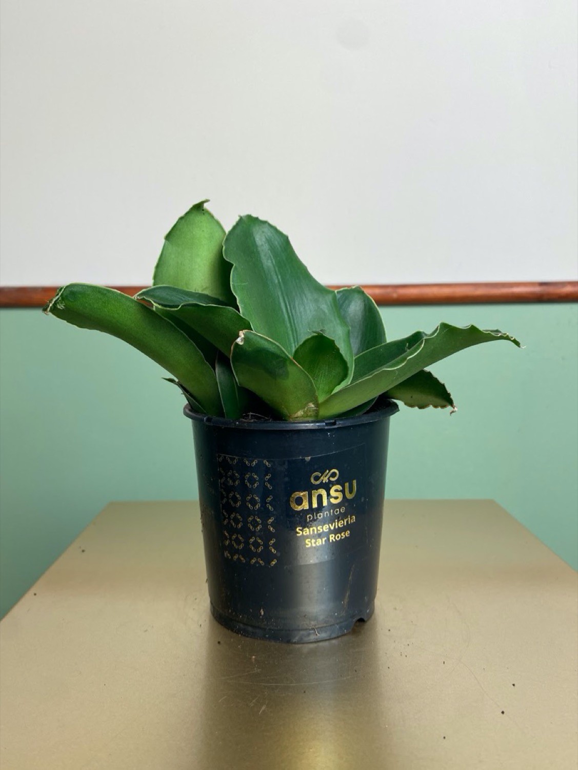 Sansevieria Star Rose