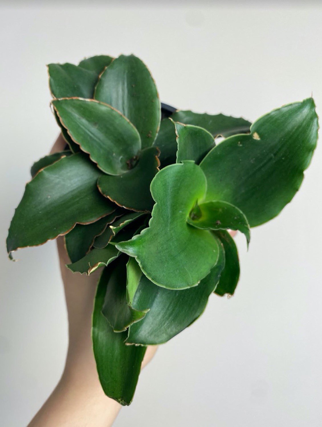 Sansevieria Star Rose
