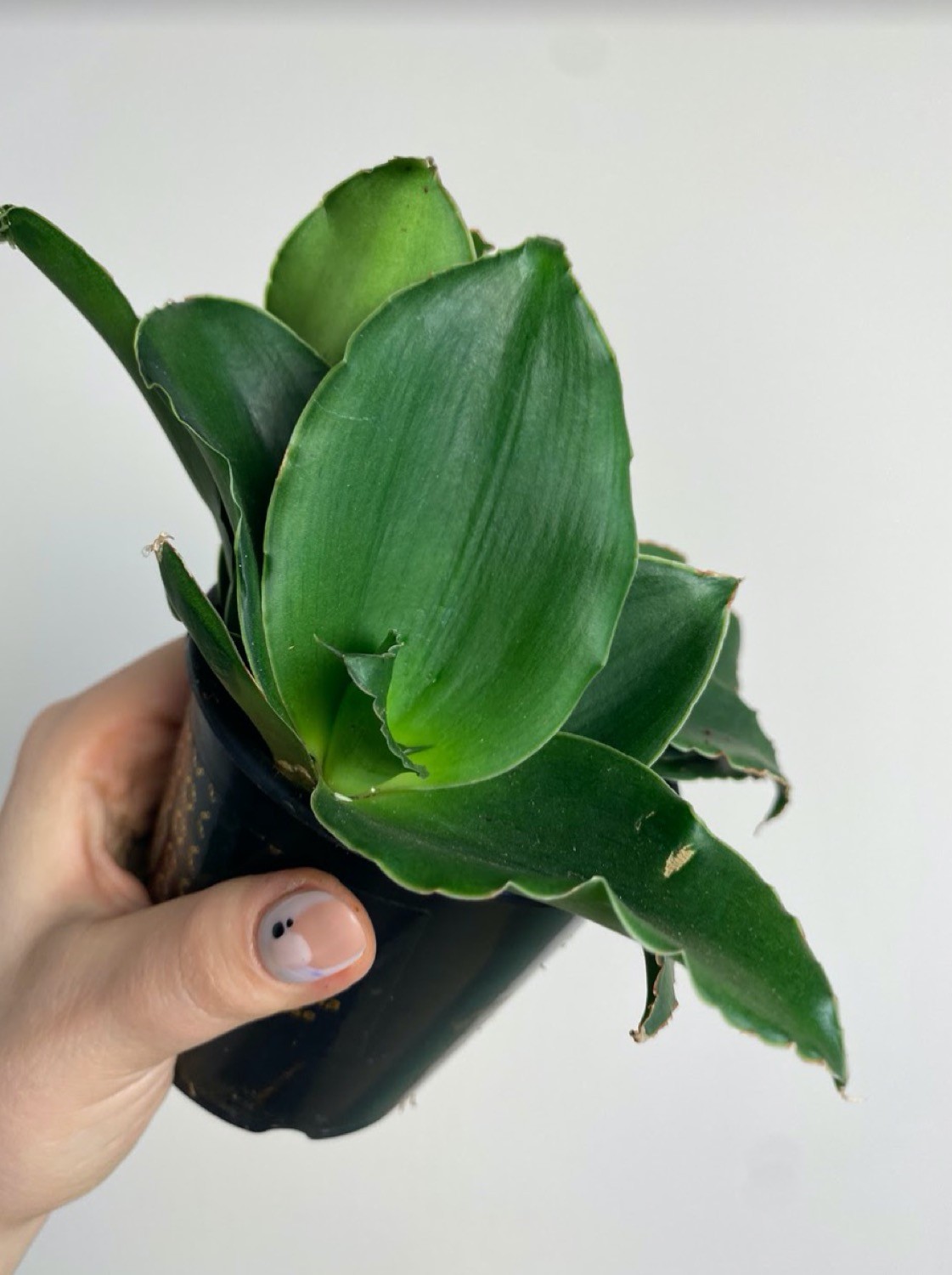 Sansevieria Star Rose