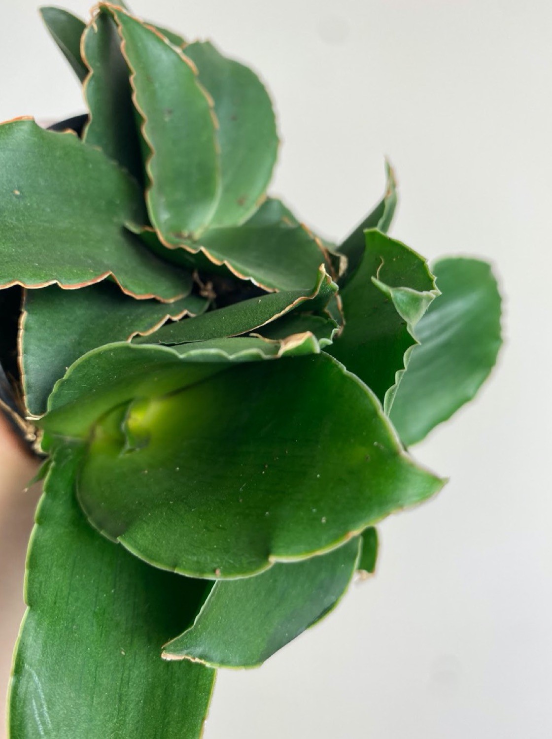 Sansevieria Star Rose