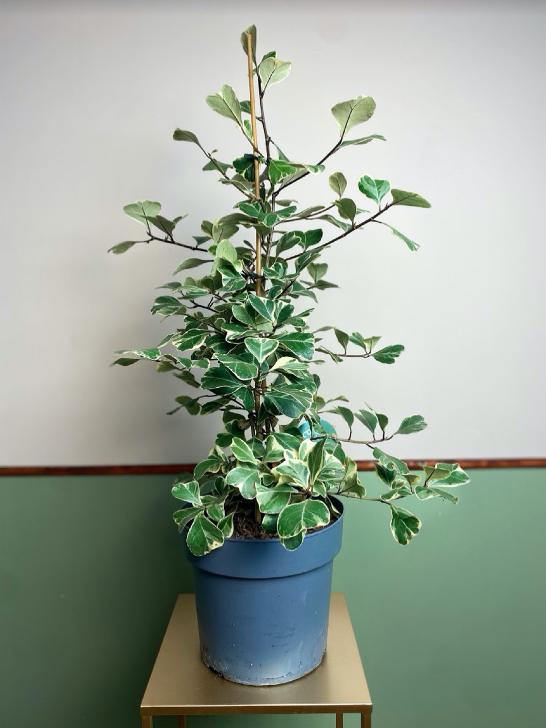 Ficus triangularis Sweetheart