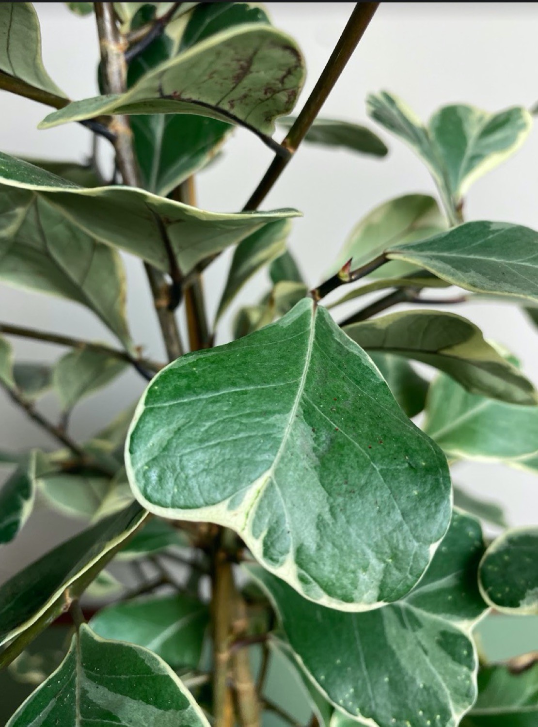 Ficus triangularis Sweetheart
