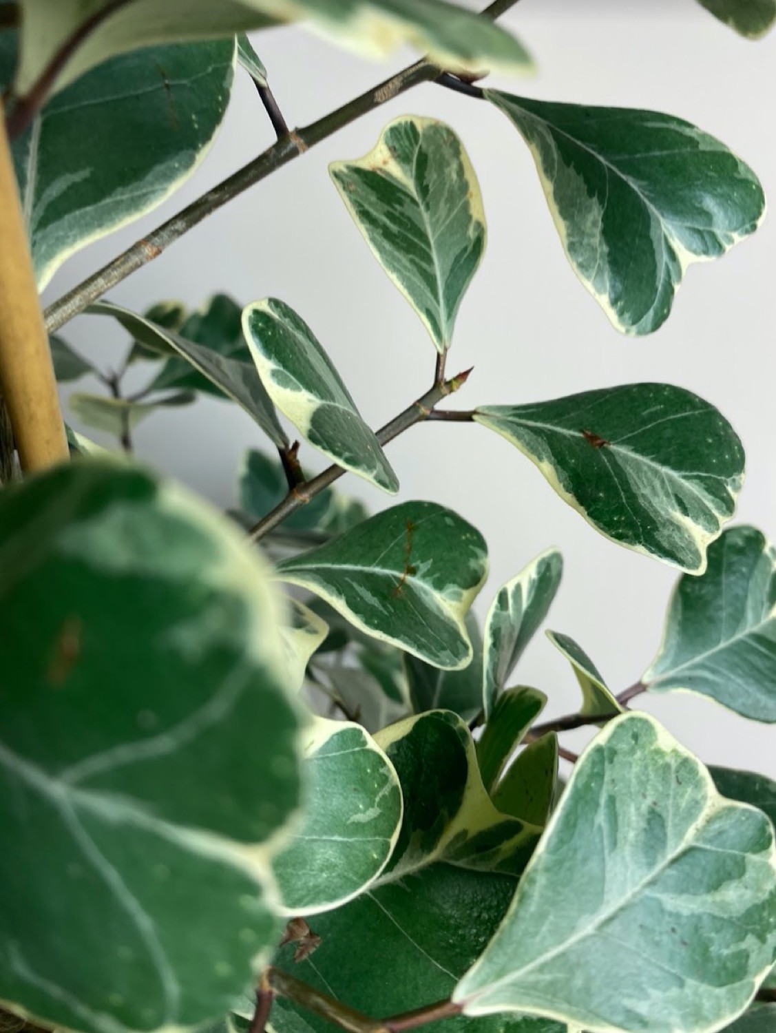 Ficus triangularis Sweetheart