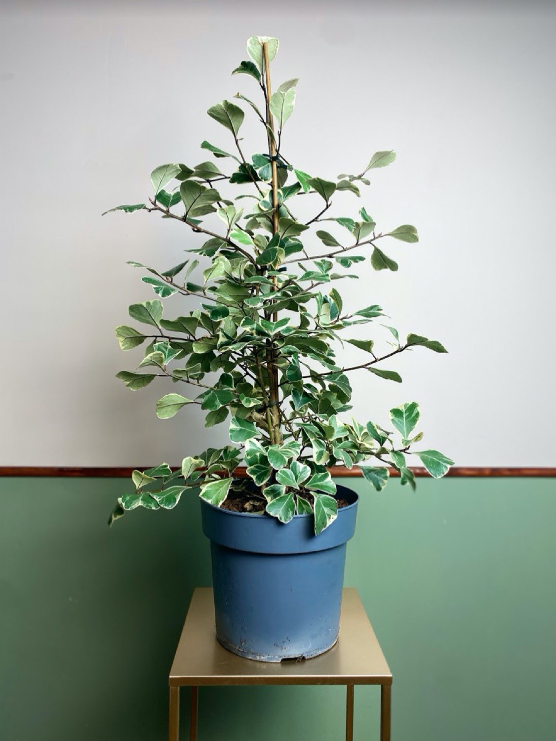 Ficus triangularis Sweetheart