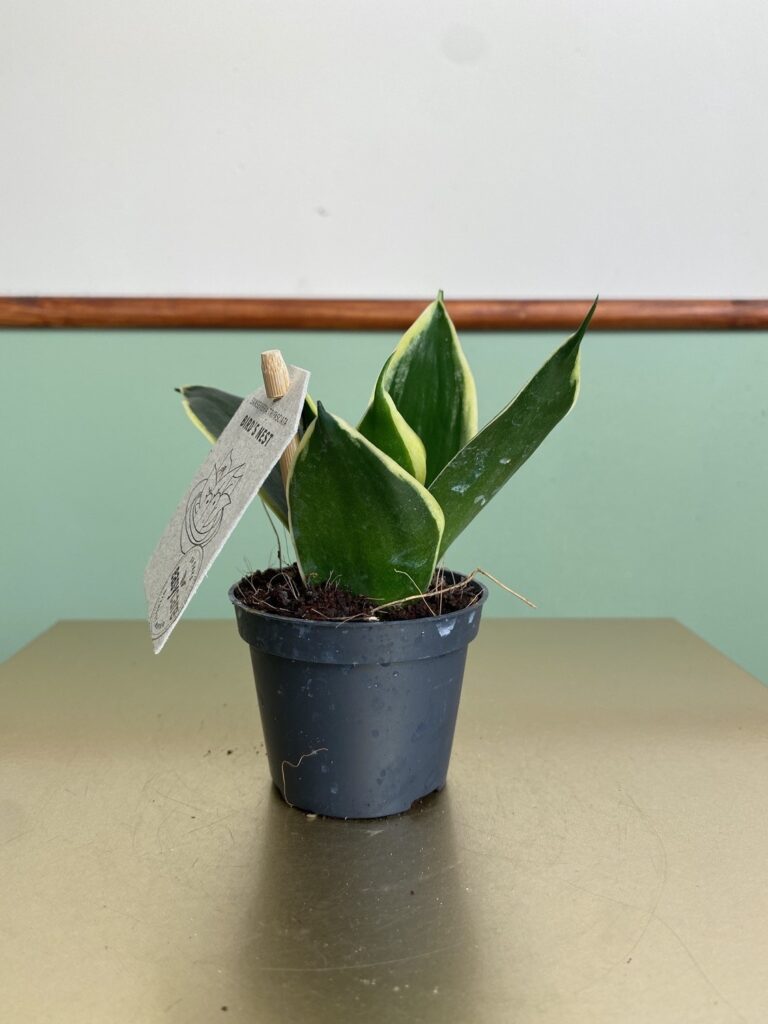 Sansevieria Jade Pagoda