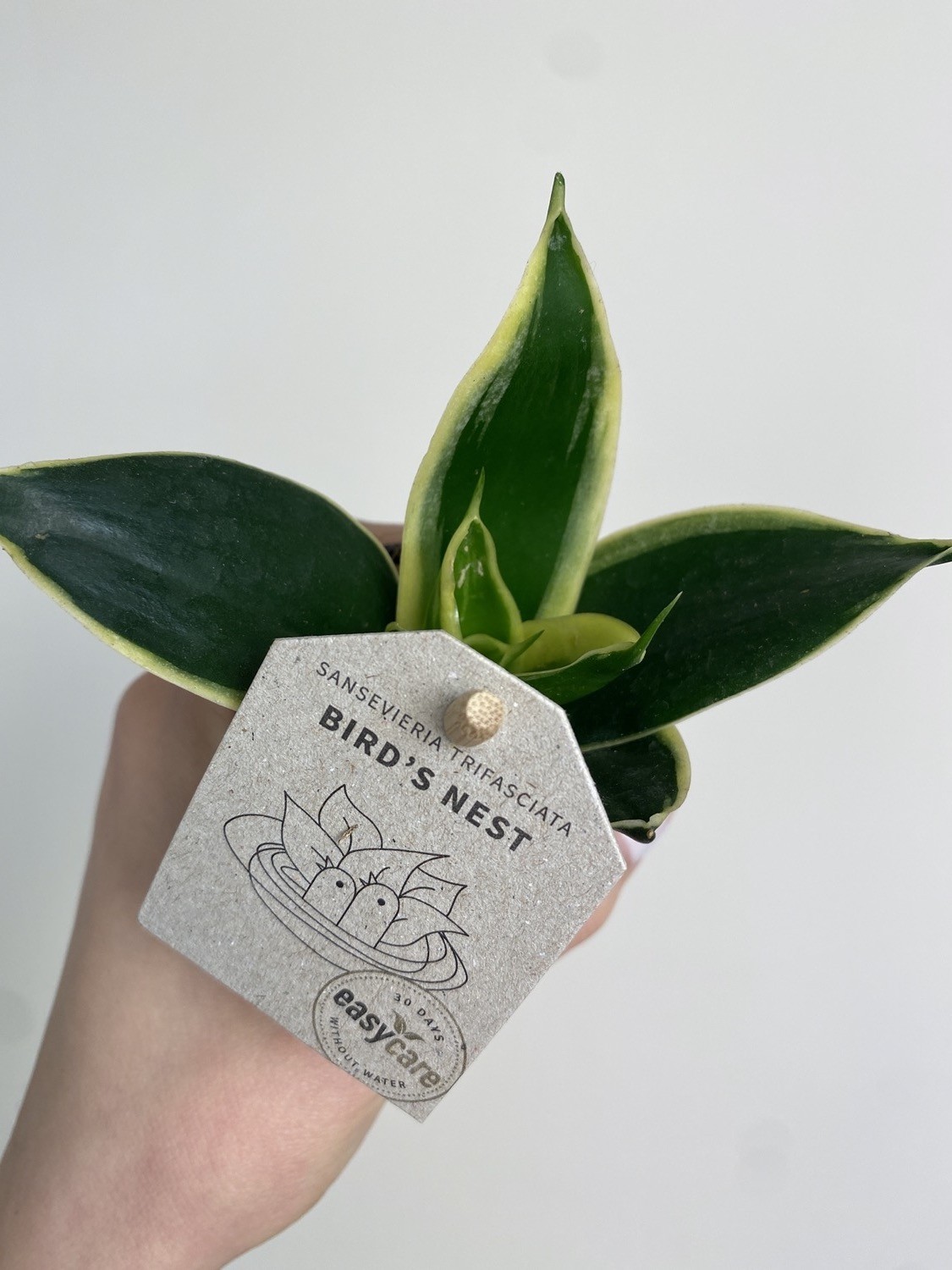Sansevieria Jade Pagoda