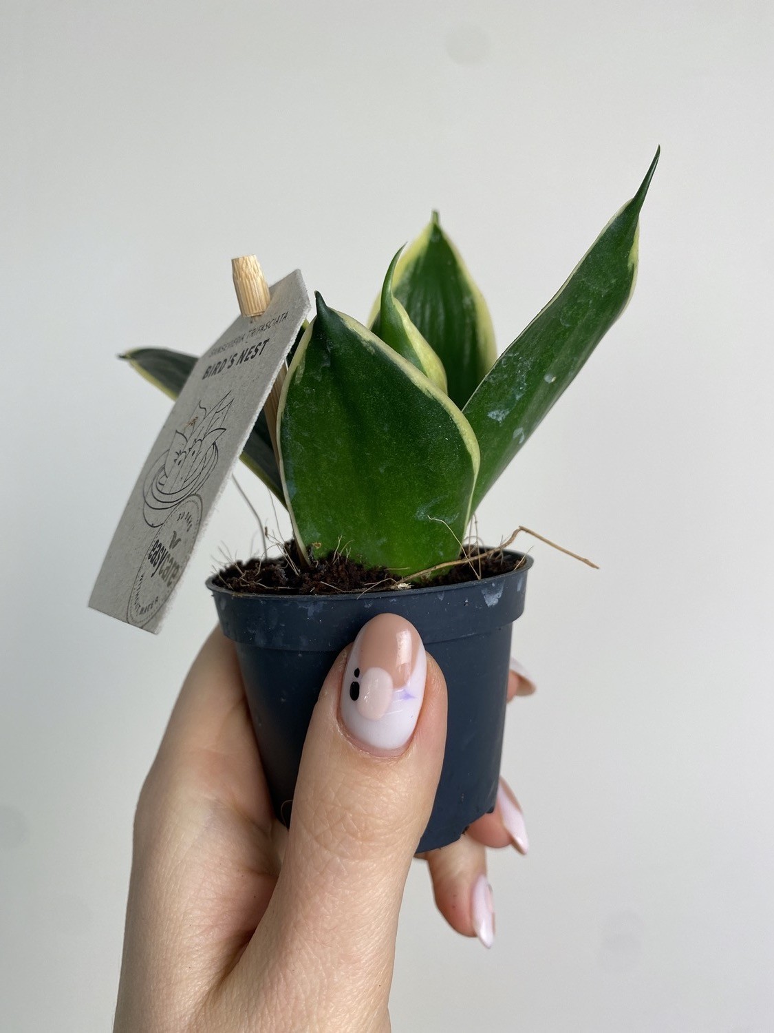 Sansevieria Jade Pagoda