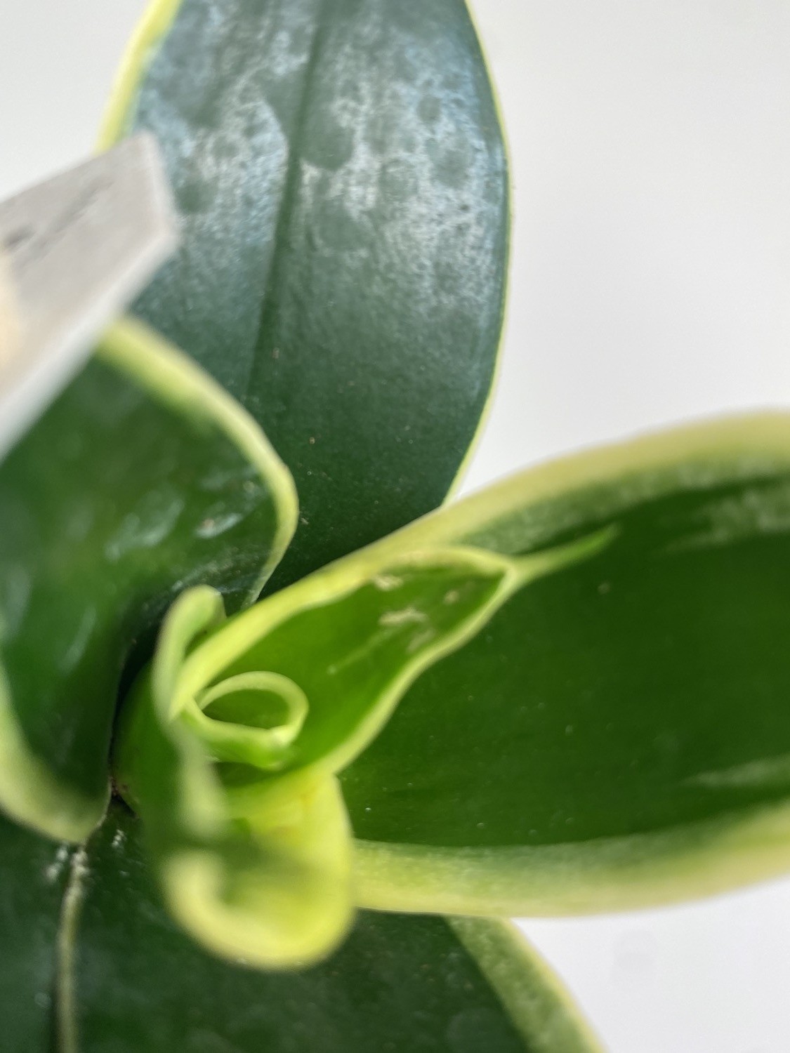 Sansevieria Jade Pagoda